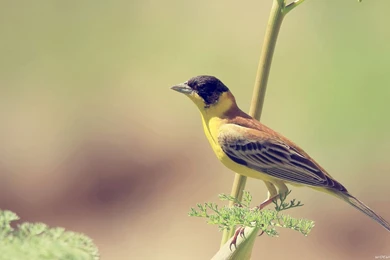 Bird Wallpapers 13   Best Wallpapers Collection