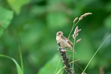 Lovely Birds Wallpapers   Lovely Bird In Spring (Vol.1) 1024x768 NO ...