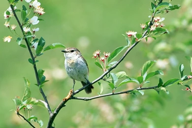 Flying Bird Wallpapers