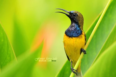 Cute Bird Wallpapers 19057   Birds Photo   Animal