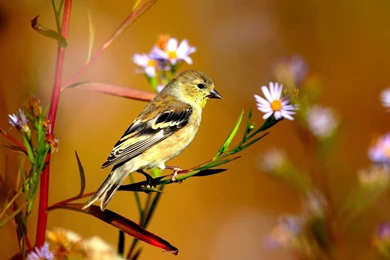 Beautiful bird images download.jpg