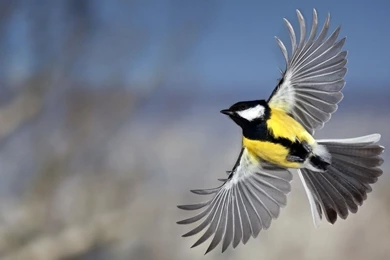 Wallpapers Birds Animals Image