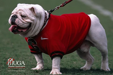 UGA BULLDOG GO DAWGS WALLPAPER   (