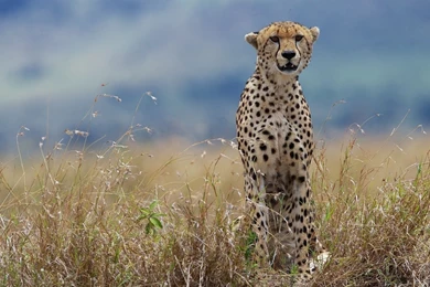 Cheetah Wallpapers   Animal Wallpapers