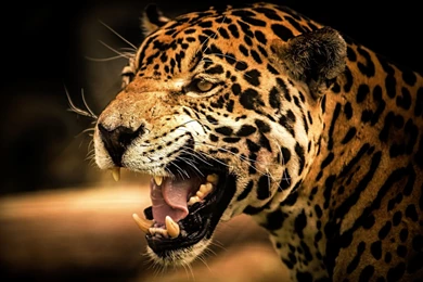 Cheetah Wallpapers HD Backgrounds Download Desktop • IPhones Wallpapers