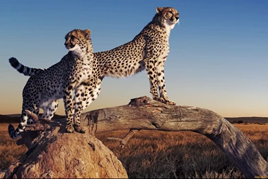 Cheetah Computer Wallpapers, Desktop Backgrounds