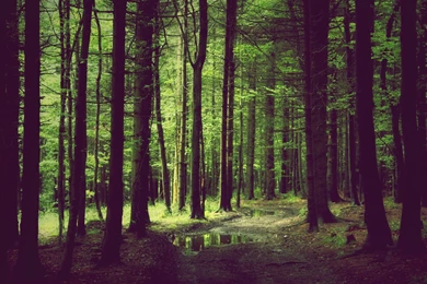 Spring Forest Wallpapers