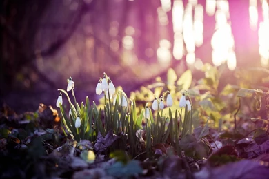 Fantastic Spring Forest Wallpapers