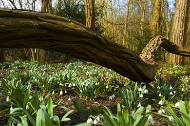 Spring Forest Tree Wallpapers Widescreen 18