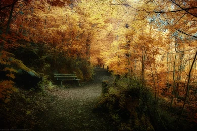 Bench Spring Forest Wallpapers High Resolution