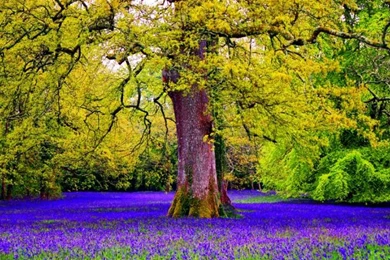 FOREST BLUEBELLS WALLPAPER   (