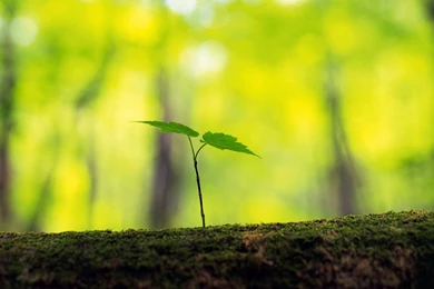 Download Wallpapers 3840x2160 Tree, Trunk, Sprout, Spring, Forest ...