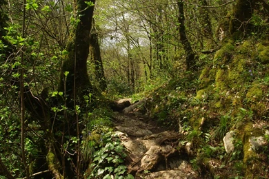 Free Trail Wallpapers