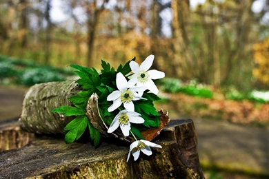 Spring_forest_flowers wallpaper 2048x1536.jpg