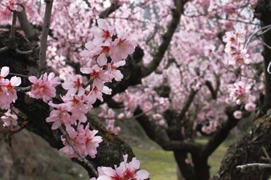 Blooming Spring Forest Wallpapers And Images   Wallpapers ...