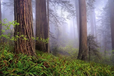 USA, California, Redwoods, Morning, Forest, Mist, Spring Landscape ...
