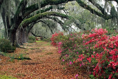 1280x960 Azaleas And Live Oaks Desktop PC And Mac Wallpapers