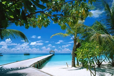 Tropical Backgrounds For Computer   Wallpapers Cave