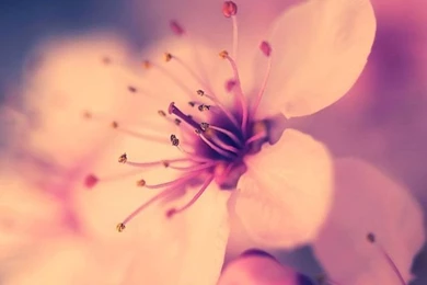 Home Screen Backgrounds On Pinterest