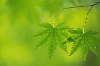 Fresh Green Leaves Theme Desktop Wallpapers 10   1280x800 ...