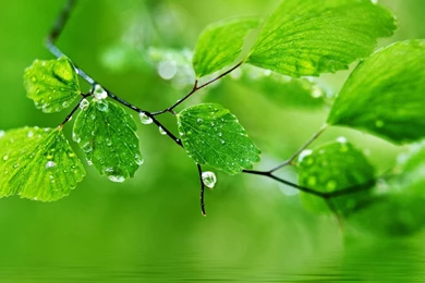 Green Theme Background, Drops Of Water On The Leaves Wallpapers ...