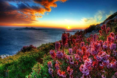 Coastal Flowers At Sunset Hd Wallpapers 604545 : Wallpapers13.com