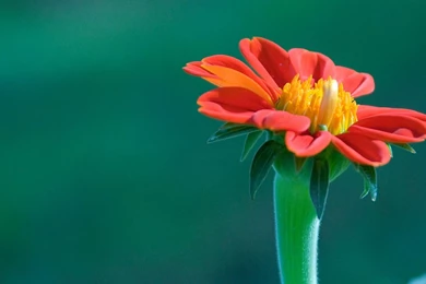 Flower wallpaper flowers 32897618 1920 1080.jpg