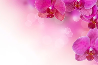 Beautiful Flower Wallpapers