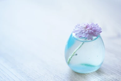 Colourful Flowers Wallpapers Download