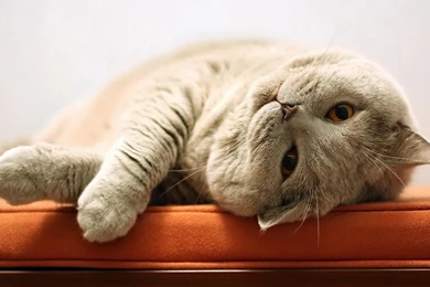 Big Lazy Cat Relax (id: 27236) – BUZZERG Wallpapers HD • IPhones ...