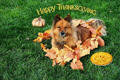 Free Thanksgiving Wallpaper Backgrounds 2015   Grasscloth Wallpapers