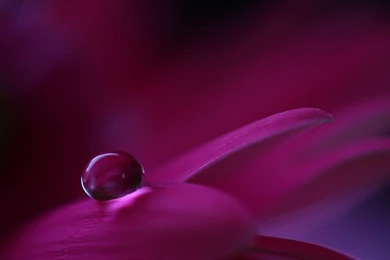 Awesome Water Flower Wallpapers