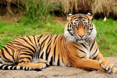 Download Cool Hd Animal Tiger Wallpaper Backgrounds In Animals ...