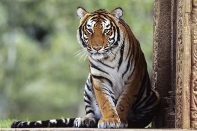 30+ Bengal Tiger Pictures Collection