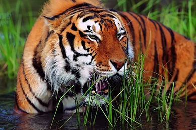 Tiger Part 2   Animal Wallpapers