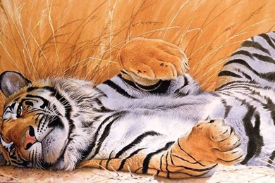 Cute Tiger Wallpapers   162277