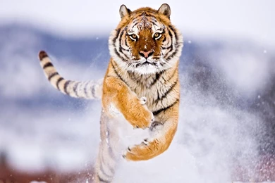 Animal Tiger Full Hd