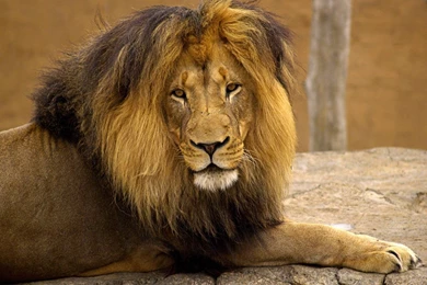 Male Lion Beautiful Mammal Feline Wildlife Big Cat King Wildanimal ...