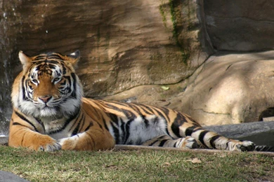 Animal wallpapers widescreen wallpaper pictures tiger animals images 1200x1920.jpg