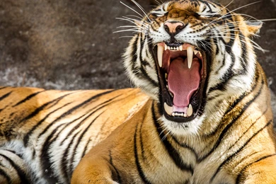 30 Eye Of The Tiger Wallpapers Pictures