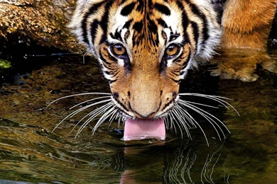 HD Tigers Wallpapers And Photos