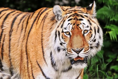 Cats: Tiger Animal Cat Cats Animals Wild Tygrys High Quality ...