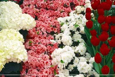 In The Mist, Lexington, Kentucky Wallpapers