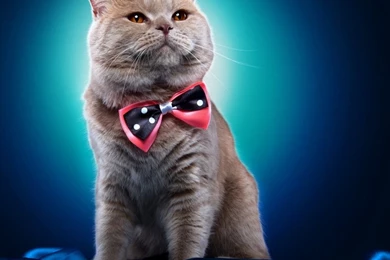 1600x480 Wallpapers Page 88: Manchester Horse Farm Lexington ...