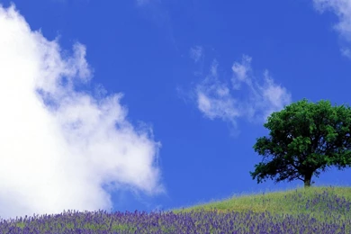 Lexington, Kentucky, Meadow, Spring, Wallpapers, Freewallpapers ...