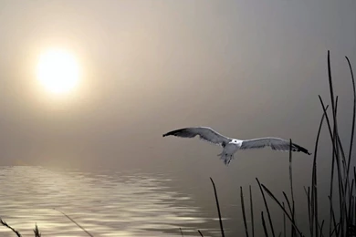 1600x900 Wallpapers Page 72: JEZABEL CHIHUAHUA Dog Cute Pictures ...