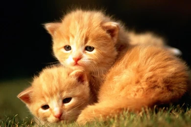 Cute baby cat HD wallpapers.jpg