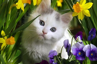 Cute White Cat Wallpapers HD