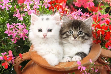 Cute Cats Wallpapers Hd 32 Free Wallpapers   Hivewallpaper.com