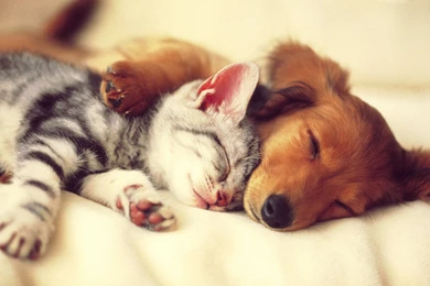 Cute Cat And Dog Wallpapers Hd Wallpapers   Resimkoy